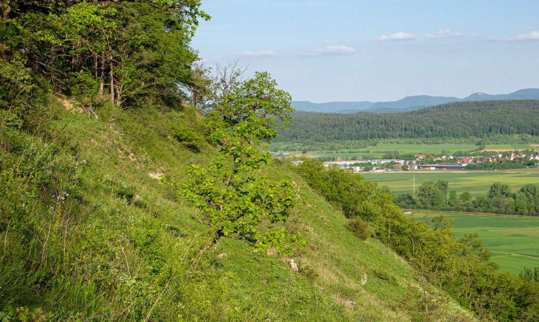 Slide Image
