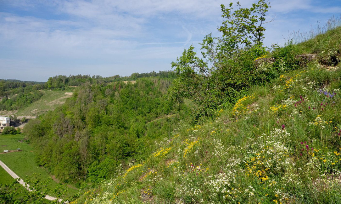 Slide Image