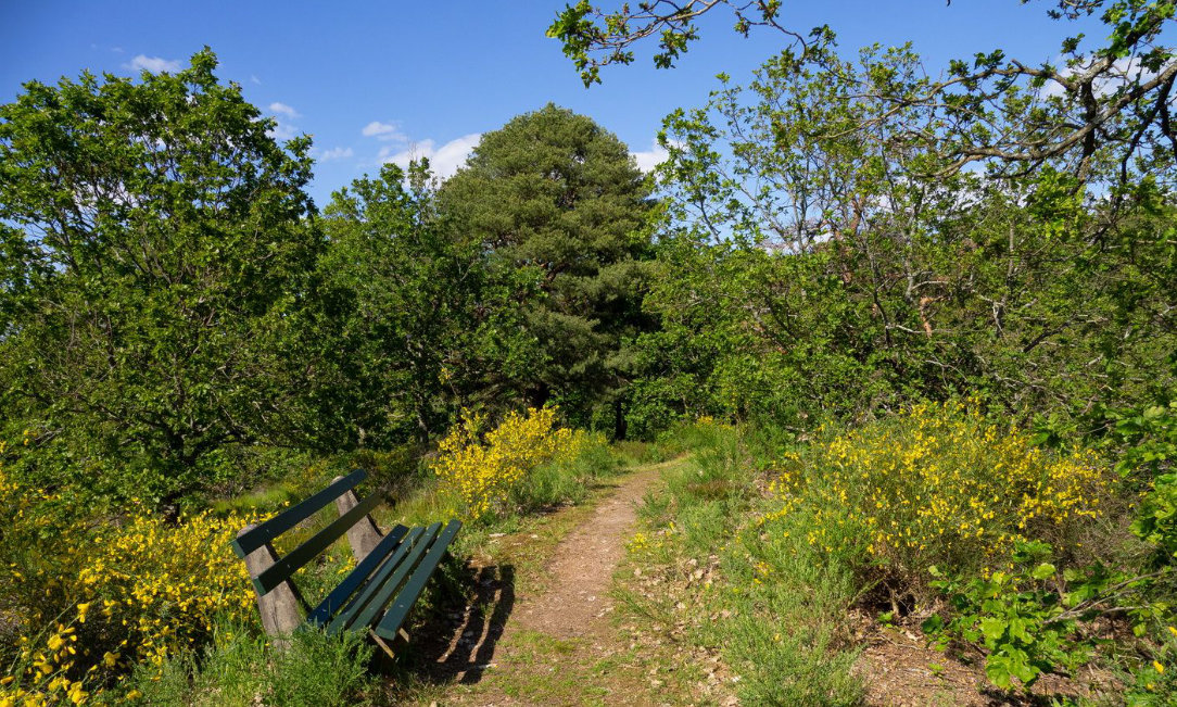 Slide Image